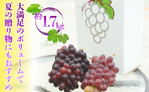 【2026年7月中旬～順次発送】ぶどう詰め合わせ 約1.7kg　デラウエア3房＋ここにしかないオリジナル品種おまかせ2種　希少品種 食べ比べ フルーツ 果物 くだもの 葡萄 中村オリジナルぶどう園 デラウエア ぶどう ブドウ めずらしい 大阪 河内長野 甘い