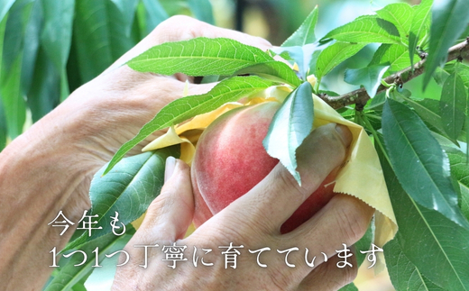 ＜2026年7月中旬頃から順次発送＞小山田の桃（9～12個）モモ 桃 もも ※発送前の注意事項を十分ご確認ください※｜こだわりの逸品 地域特産品 ギフト 自分用 人気 おすすめ