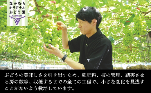 【2026年7月中旬～順次発送】ぶどう詰め合わせ 約1.7kg　デラウエア3房＋ここにしかないオリジナル品種おまかせ2種　希少品種 食べ比べ フルーツ 果物 くだもの 葡萄 中村オリジナルぶどう園 デラウエア ぶどう ブドウ めずらしい 大阪 河内長野 甘い