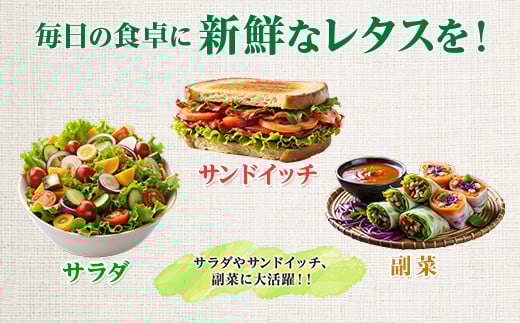 【定期便　毎月お届け3ヵ月】レタス 6個 水耕栽培 河内長野産 フリルレタス 種類 栽培 菜 茎 サラダ 副菜 おつまみ フレアベル フリルアイス セット 無農薬  栄養満点 ビタミン ミネラル 安心 安全 新鮮レタス
