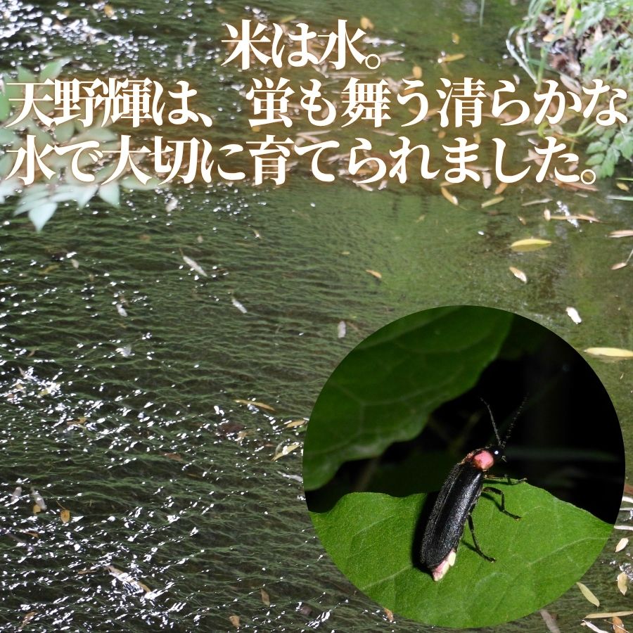 令和7年献上米 新米 ヒノヒカリ 天野輝5kg （精米後約4.5kg）てんのかがやき 大阪府 河内長野市産 白米 甘み 粘り ブランド米【2025年11月以降発送】米 こめ コメ 子ども 食育 減農薬 安心 安全 新米 河内長野市米 eco米 食味 白米 ごはん 銘柄米 ブランド 単一米 米 こめ コメ 白米 ごはん 新米 ひのひかり
