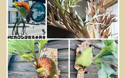 ビカクシダ(コウモリラン)ホワイトホーク P. willinckii white hawk spore コルク仕立て 観葉植物 コウモリラン インテリアグリーン プランツハンガー初心者向け