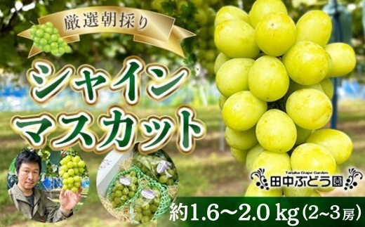 ＜2026年発送分　先行予約受付中！！＞ 厳選朝採りシャインマスカット 約1.6～2.0kg（2～3房）シャインマスカット　ぶどう詰め合わせ ぶどう ブドウ 果物 フルーツ 田中ぶどう園 大阪 河内長野 マスカット 種なし シャイン
