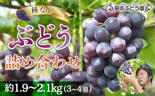 ＜2026年発送分　先行予約受付中！！＞ シャインマスカットと大粒ぶどう詰め合わせ 約1.9~2.1kg（3～4房）シャインマスカット ぶどう詰め合わせ 巨峰 ピオーネ ぶどう ブドウ マスカット 果物 フルーツ 田中ぶどう園 大阪 河内長野 種なし ※シャインマスカットを中心とした種なし皮ごと食べられる品種を詰め合わせ