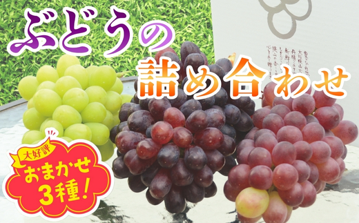 【2026年7月上旬～順次発送】ぶどう詰め合わせ ここにしかないオリジナル品種 おまかせ詰め合わせ 皮ごと食べられるぶどう1種＋オリジナル2種合計約1.8㎏ 中村オリジナルぶどう園 ※発送前のご連絡についてご注意ください 希少 オリジナル品種 おまかせ ぶどう 葡萄 ブドウ グレープ フルーツ 果物 くだもの 果汁 こだわり 大阪 河内長野 長野 厳選