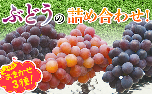 【2026年6月下旬～順次発送】オリジナル品種含むおまかせ3種ぶどう詰め合わせ 約1.4kg 中村オリジナルぶどう園｜※発送前のご連絡についてご注意ください 希少  オリジナル品種含む おまかせ 葡萄 ブドウ グレープ フルーツ 果物 くだもの 果汁 ジューシー 食品