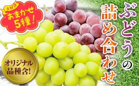 【2026年6月下旬～順次発送】ぶどう 5種 詰め合わせ 中村オリジナルぶどう園の厳選 5種 ぶどう 詰め合わせ｜皮ごと食べられる 種なし オリジナル品種 入り｜産地直送 希少
