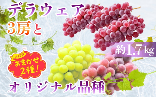 【2026年7月中旬～順次発送】 デラウエア３房とオリジナル品種おまかせ２種 約1.7kg 中村オリジナルぶどう園 ｌ 詰め合わせ 希少 中村オリジナルぶどう園 オリジナル品種含む おまかせ 2種ぶどう 詰め合わせ！※発送前のご連絡についてご注意ください 約 1.7kg 葡萄 ブドウ グレープ フルーツ 果物　小粒 皮ごと食べられる くだもの 果汁 ジューシー 食品 送料無料