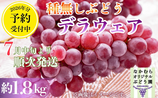 【2026年7月中旬～順次発送】デラウェア 1.8kg ぶどう詰め合わせ ぶどう 中村オリジナルぶどう園 ※発送前のご連絡についてご注意ください 希少 おまかせ 葡萄 ブドウ グレープ フルーツ 果物 くだもの 果汁 ジューシー 食品 こだわり 大阪 河内長野 長野 厳選