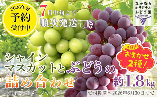 【2026年7月中旬～順次発送】シャインマスカットとおまかせオリジナル品種詰め合わせ２種　約1.8kg 中村オリジナルぶどう園｜※発送前のご連絡についてご注意ください 希少  オリジナル品種含む おまかせ 葡萄 ブドウ グレープ フルーツ 果物 くだもの 果汁 ジューシー 食品