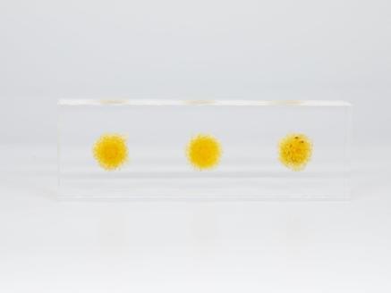 お花を閉じ込めたアクリル置物 ヘリクリサム イエロー f-ofjet インテリア オブジェ