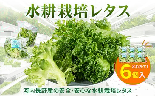 【定期便　毎月お届け6ヵ月】レタス 6個 水耕栽培 河内長野産 フリルレタス 種類 栽培 菜 茎 サラダ 副菜 おつまみ フレアベル フリルアイス セット 無農薬  栄養満点 ビタミン ミネラル 安心 安全 新鮮レタス