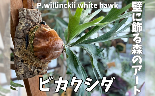 ビカクシダ(コウモリラン)ホワイトホーク P. willinckii white hawk spore コルク仕立て 観葉植物 コウモリラン インテリアグリーン プランツハンガー初心者向け