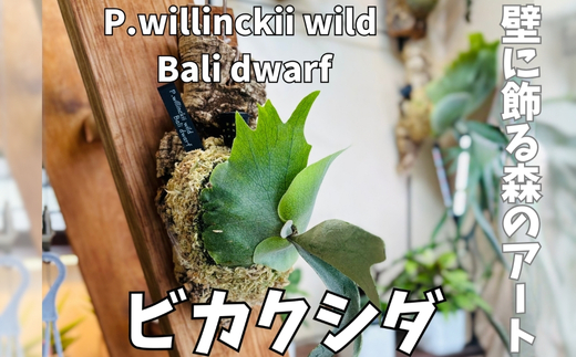 ビカクシダ(コウモリラン) バリドワーフ P.willinckii wild Bali dwarf コルク仕立て 観葉植物 コウモリラン インテリアグリーン プランツハンガー
