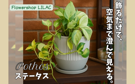 P2観葉植物 ポトス・ステータス 観葉植物 インテリアグリーン 