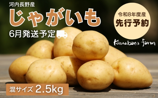 [令和8年度産じゃがいも先行予約]じゃがいも 2.5kg ※6月より発送予定 ニシユタカ ジャガイモ ポテト 馬鈴薯 カレー シチュー 肉じゃが スープ サラダ ポタージュ ポテトサラダ フライドポテト 人気 大阪 河内長野 kawabata farm 料理 送料無料 先行予約 国産 エコ農産物 野菜 食育 安心 安全