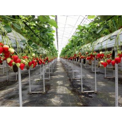 いちご狩りプレオープン期間ファミリーチケット