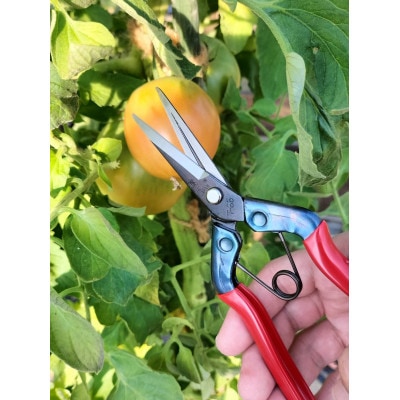 【芽切鋏】◇近正のハサミ T-550