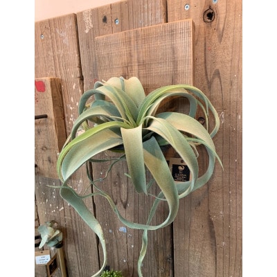 COBA(86)エアプランツ・キセロホルダー