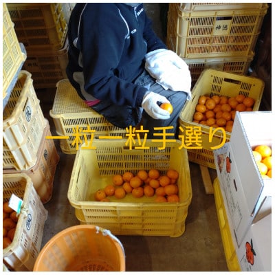 隠れ名産地　和泉みかん温州早生(厳選小玉SS-3S)　3kg