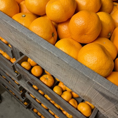 【2026年2月～順次発送予定】大阪府和泉市　熟成蔵出し青島みかん4.5kg(箱込5kg)サイズ混合