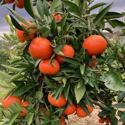 【2026年1月15日～順次発送予定】大阪府和泉市　希少　みはや2.5kg　みかん　サイズ混合