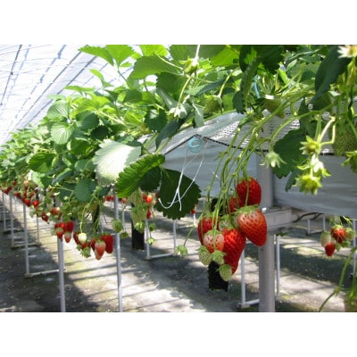 いちご狩りプレオープン期間ペアーチケット