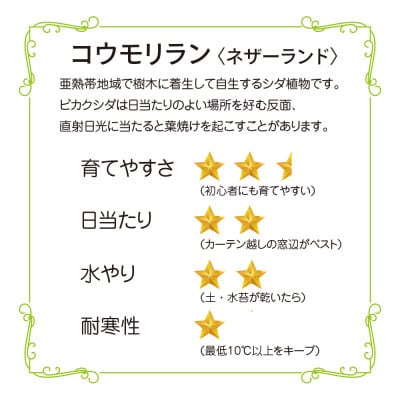 苔玉 コウモリラン/ビカクシダ おしゃれなグリーンインテリア 癒しの植物