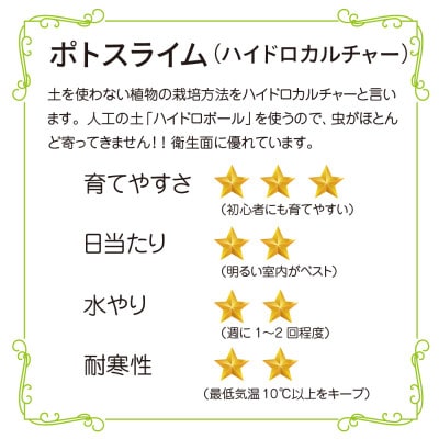 ハイドロカルチャー 観葉植物 ポトス ライム 土を使わない おしゃれなインテリアグリーン