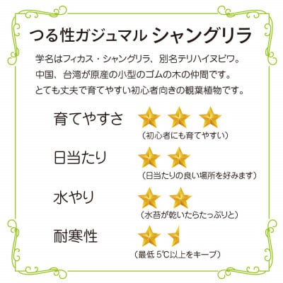 シャングリラ つる性ガジュマル 苔玉 幸福を呼ぶ 観葉植物　2026年3月中旬から発送　