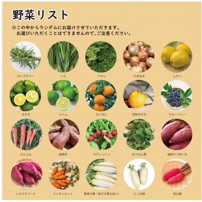 【こだわり秋の野菜詰め合わせセット】Mサイズ　栽培期間中農薬・化学肥料・除草剤不使用の旬野菜【配送不可地域：離島】