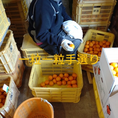 隠れ名産地　和泉みかん温州早生(厳選小玉SS-3S)　5kg