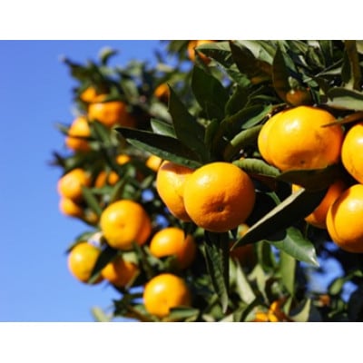 和泉のめぐみ・山愛みかん(M～2Lの混合・約5kg)