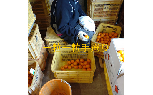 隠れ名産地　和泉みかん温州早生(小玉中玉大玉サイズミックス)　5kg