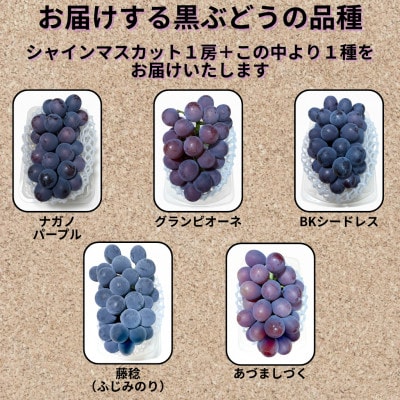 【先行受付】シャインマスカット1房+黒ぶどう1房　合計1Kg以上【配送不可地域：離島】