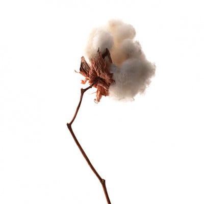 エコロジーフェイスタオル20枚セット