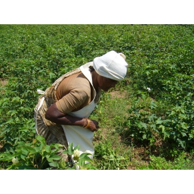 オーガニックタオルケット(色　ナチュラル)