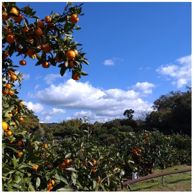 隠れ名産地　蔵出し熟成和泉みかん(中玉・大玉サイズミックス)10kg
