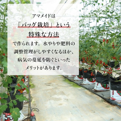【2kg】ミニトマト 糖度8以上 アマメイド 　リピーター続出の人気野菜