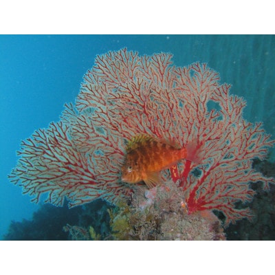 珊瑚と水晶のブレスレット【配送不可地域：沖縄県】