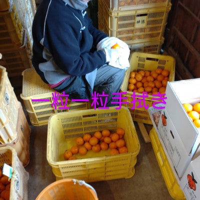 隠れ名産地　和泉みかん温州早生(小玉中玉大玉サイズミックス)　10kg