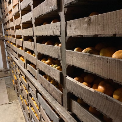 【2026年2月～順次発送予定】大阪府和泉市　熟成蔵出し青島みかん4.5kg(箱込5kg)サイズ混合