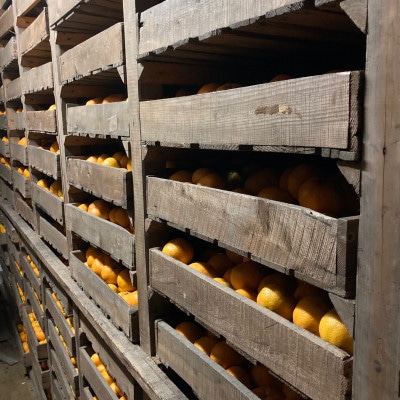 【2026年2月～順次発送予定】大阪府和泉市　熟成蔵出し青島みかん2.7kg(箱込3kg)サイズ混合