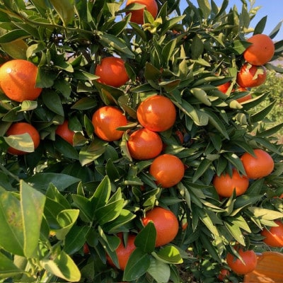 【2026年1月15日～順次発送予定】大阪府和泉市　希少　みはや2.5kg　みかん　サイズ混合