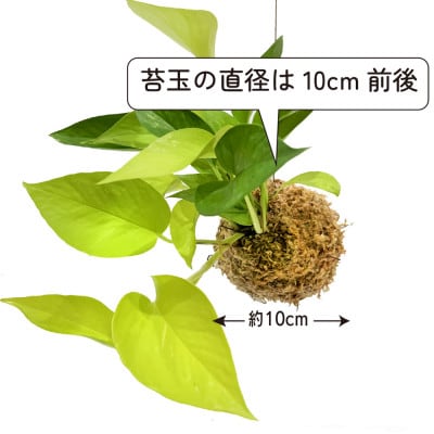 ポトスライムの苔玉 おしゃれなインテリア 300g