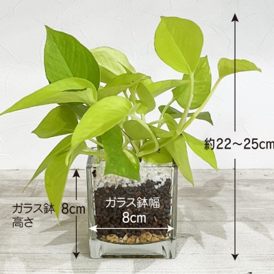 ハイドロカルチャー 観葉植物 ポトス ライム 土を使わない おしゃれなインテリアグリーン