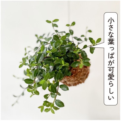 シャングリラ つる性ガジュマル 苔玉 幸福を呼ぶ 観葉植物　2026年3月中旬から発送　