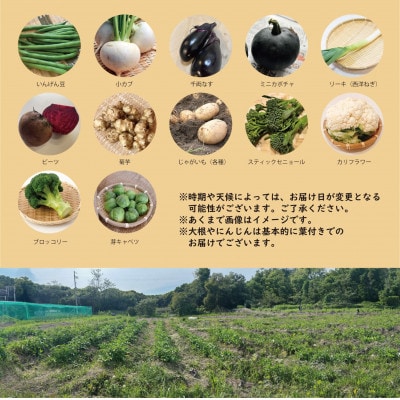 【こだわり秋の野菜詰め合わせセット】Mサイズ　栽培期間中農薬・化学肥料・除草剤不使用の旬野菜【配送不可地域：離島】