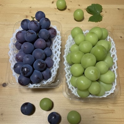 【先行受付】シャインマスカット1房+黒ぶどう1房　合計1.2Kg以上【配送不可地域：離島】