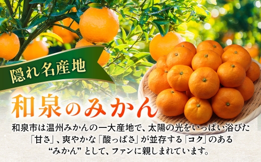 隠れ名産地　蔵出し熟成和泉みかん(中玉・大玉サイズミックス)5kg